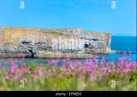 Stackpole Kopf. Pembrokeshire Coast National Park. Stackpole Estate. Pembrokeshire. Wales Stockfoto