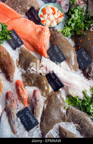 Eine Auswahl an frischem Fisch, Scholle, Seehecht und Knurrhahn auf einem Fischhändler einschließlich counter UK Stockfoto