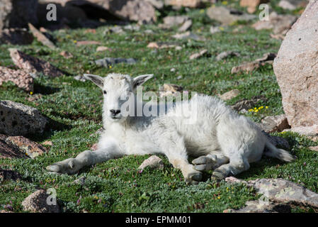 Bergziege (Oreamnos Americanus), kid ruhen, Rocky Mountains, Colorado USA Stockfoto