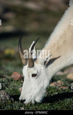 Bergziege (Oreamnos Americanus), Erwachsene ernähren sich von Alpenpflanzen, Rocky Mountains, Colorado USA Stockfoto