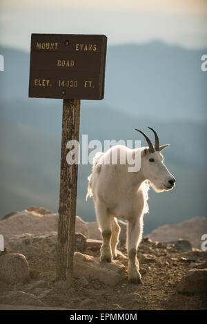 Bergziege (Oreamnos Americanus) Erwachsenen neben Schild, Mount Evans, Rocky Mountains, Colorado USA Stockfoto