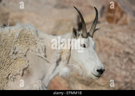 Bergziege (Oreamnos Americanus), Erwachsene, Kopf Ansicht, Rocky Mountains, Colorado USA Stockfoto