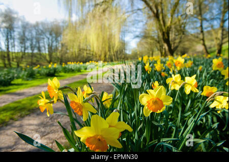 Narzissen blühen in der Frühlingssonne, durch einen Gartenweg. Stockfoto