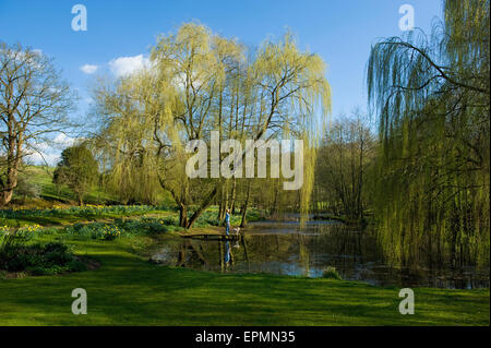 Eine Frau und ein Hund, stehend auf einem Steg am See, mit Trauerweide Wedel bis hinunter zum Wasser. Stockfoto