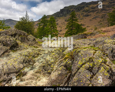 Englische Grafschaft Landschaft - Pfad zum Borrowdale ft Herdwick Schafe Stockfoto