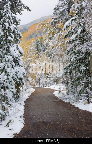 Ein Pfad, Straße durch die Kiefern mit Ästen, beladen mit Schnee. Stockfoto