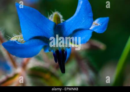 Borago officinalis. Borretsch, Flor de la borraja, blaue Blume, Flor azul Stockfoto