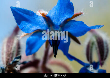 Borago officinalis. Borretsch, Flor de la borraja, blaue Blume, Flor azul Stockfoto