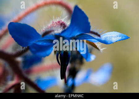 Borago officinalis. Borretsch, Flor de la borraja, blaue Blume, Flor azul Stockfoto