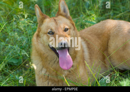 Positiven Porträt des süßen Mischling Hund die Erholung im Schatten Stockfoto