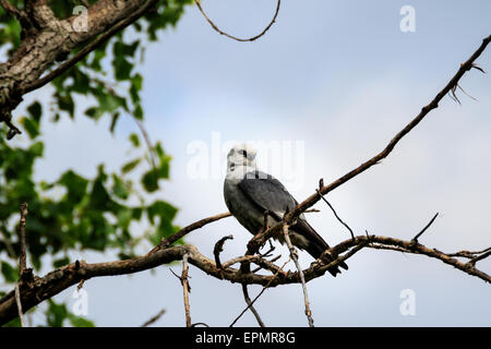 Ein Mississippi Kite Rest hoch in einer Baumkrone Stockfoto