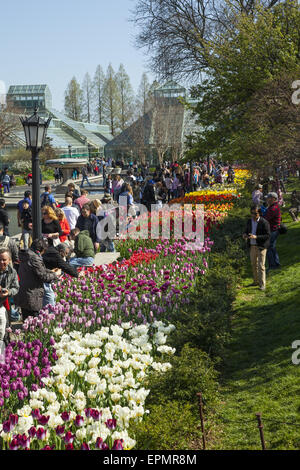 Es gibt immer Massen an der Brooklyn Botanic Garden im Frühjahr geblendet durch die Explosion der Farbe. Tulpe Garten entlang der plaza Stockfoto