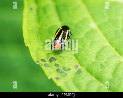 Kleine Käfer hautnah Stockfoto