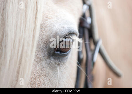 Ein Palomino Pferde Auge, close-up Stockfoto