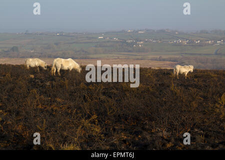 Wilde Ponys grasen auf verbranntem Heidekraut Grünland, Rhossili Down, Gower Halbinsel, Swansea, Glamorgan, Wales, Vereinigtes Königreich Stockfoto