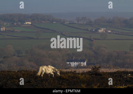 Wilde Ponys grasen auf verbranntem Heidekraut Grünland, Rhossili Down, Gower Halbinsel, Swansea, Glamorgan, Wales, Vereinigtes Königreich Stockfoto