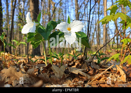 Weißes Trillium, lateinisch: Trillium Grandiflorum, aka Wake Robin, am Wald, Boden in Woodlands im Bronte Creek Provincial Park. WHI Stockfoto