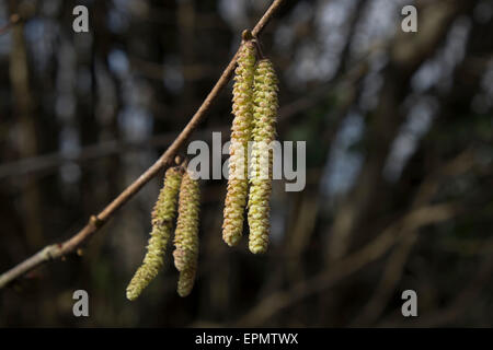 Männliche Blüten oder Kätzchen der Silber-Birke (Betula Pendel) Stockfoto