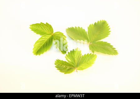 Earley, jung, Frühling Fragaria Vesca wild Erdbeerblätter, isoliert auf weißem Hintergrund Stockfoto