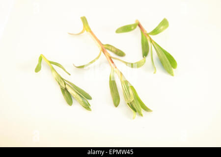Earley, jung, Frühling Estragon Artemisia Dracunculus, isoliert auf weißem Hintergrund Stockfoto