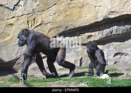 Mutter und Baby Gorilla im Bioparc Valencia Stockfoto