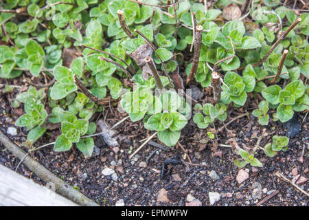 Origanum Vulgare Oregano Kraut, in einem Garten Stockfoto