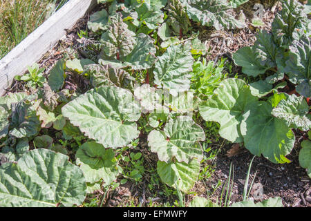 Rhabarber Rheum Rhabarbarum, im Garten wachsen Stockfoto