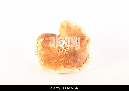 Isolierte weiße Schafe Pilz auf weißem Hintergrund Stockfoto