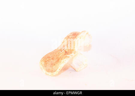 Isolierte weiß - graue Schafe Pilz, auf weißem Hintergrund Stockfoto