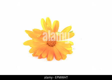 Closeup auf orange Ringelblume, auf weißem Hintergrund Stockfoto