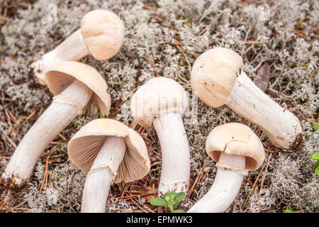 Junge weiße Zigeuner Pilze, tief im Wald Stockfoto