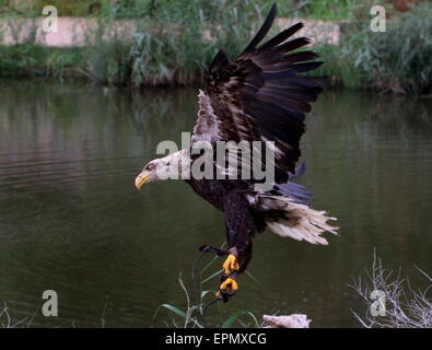 Unreife amerikanischen kahlen Adler (Haliaeetus Leucocephalus) im Flug während Vogel show Stockfoto