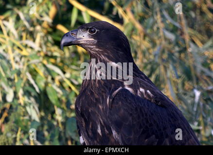Juvenile nordamerikanische Weißkopf-Seeadler (Haliaeetus Leucocephalus), Nahaufnahme des Kopfes Stockfoto