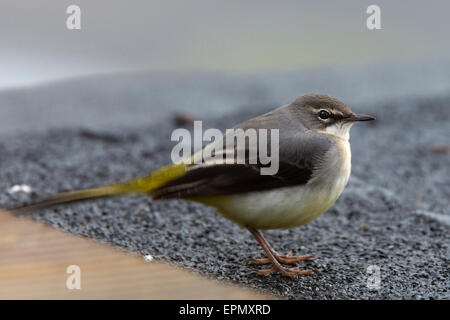 Graue Bachstelze, Winter weiblich, Penzance, Cornwall, England, UK. Stockfoto