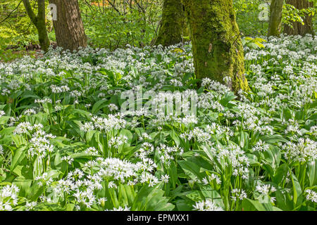 Wilder Knoblauch Pflanzen wachsen in Wäldern, Ayrshire, Schottland, Großbritannien. Pflanze ist auch bekannt als Lösegeld, Stoffen, Holz Knoblauch und breit Stockfoto