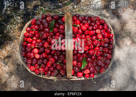 Ökologische frische süße reife Kirschen von Valle del Jerte in Spanien, in einem Weidenkorb. Stockfoto