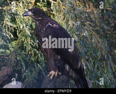 Juvenile nordamerikanische Weißkopf-Seeadler (Haliaeetus Leucocephalus) posiert auf einem Baumstumpf Stockfoto