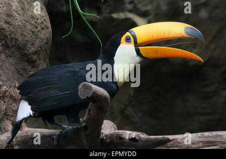 Gemeinsame oder Riesentukan (Ramphastos Toco), Südamerika Stockfoto