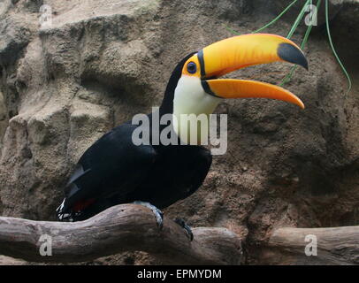 Gemeinsame oder Riesentukan (Ramphastos Toco), Südamerika Stockfoto