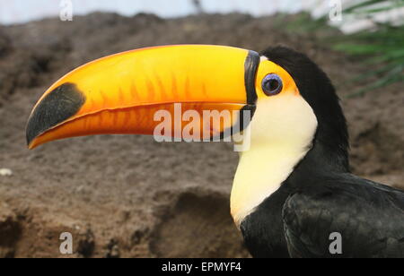 Gemeinsame oder Riesentukan (Ramphastos Toco), ursprünglich aus Südamerika, close-up der Rechnung. Stockfoto