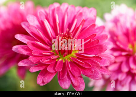 Schöne rote rosa dekorative Dahlie Blüte von Garten Nahaufnahme Makro Blüte Stockfoto