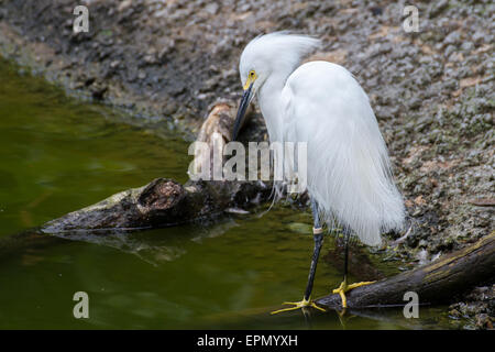 Ein Weißer Reiher entlang der Wasserkante. Stockfoto