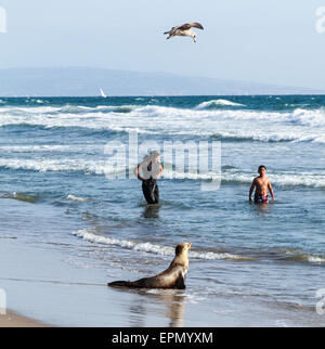 Kalifornische Seelöwe am Strand in Venice, Kalifornien Stockfoto