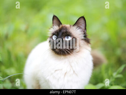 schöne flauschige Siamkatze im grünen Stockfoto