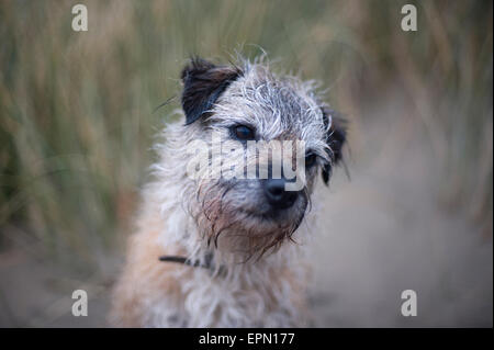Barmouth, Wales, UK. In der Regen, einen Kopf und Schultern von einem nassen älteren Border Terrier Hund an einem Strand in Barmouth Wales abgebildet. Stockfoto