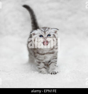 Kleinen scottish Fold Kätzchen posiert auf weißem Fell Stockfoto