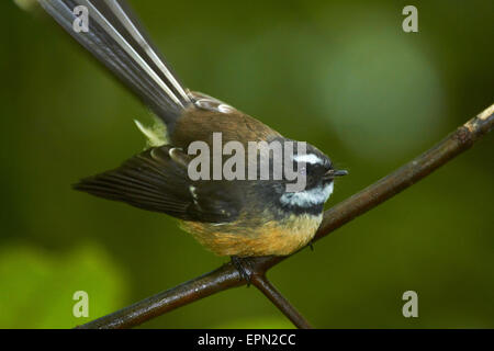 New Zealand Pfauentaube (Rhipidura Fuliginosa), Hunua Ranges, Auckland, Nordinsel, Neuseeland Stockfoto