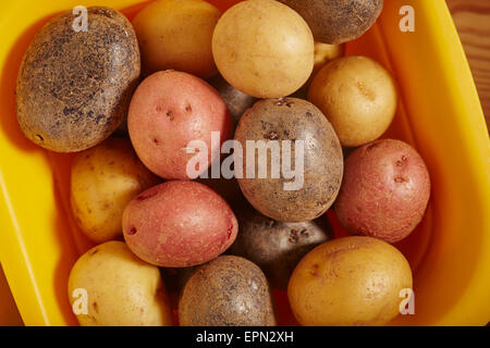 Verschiedene Babykartoffeln Stockfoto