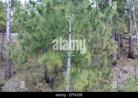 Schöne Szenen Pakistan Stamm Stockfoto