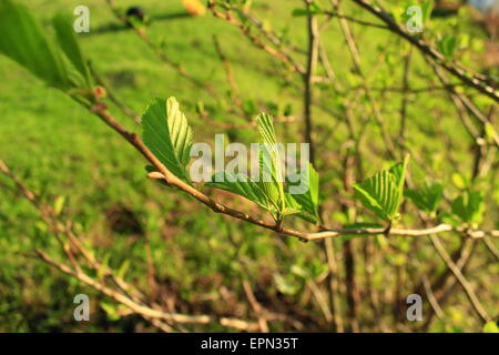 Zweig der jungen Blätter der Erle im Frühjahr Stockfoto